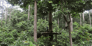 Sepilok Orangutang Center i Borneo