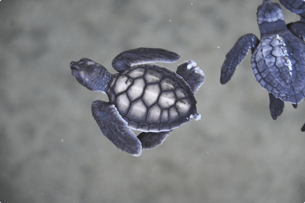 Havskildpadder sættes fri ved Selingan Island i Borneo
