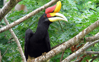 Næsehorns fugl ved Tabil Wildlife Reserve i Borneo