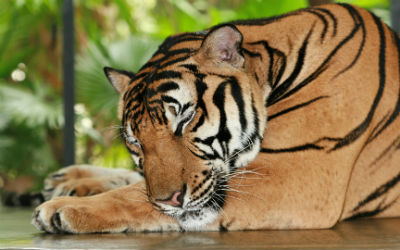 Tigersafari i Indien