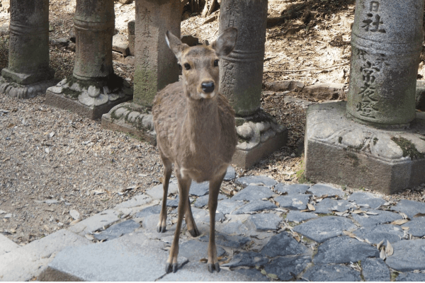 En bukkende hjort i Nara