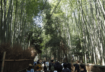 Bambusskoven i Kyoto i Japan