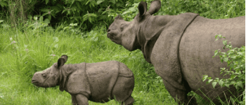 Besøg Chitwan Nationalpark på din rundrejse i Nepal