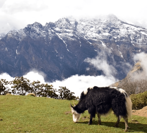 Okser på Mardi Himal trekket