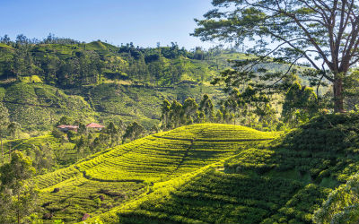 Hatton er et fantastisk sted at trekke på din rejse til Sri Lanka