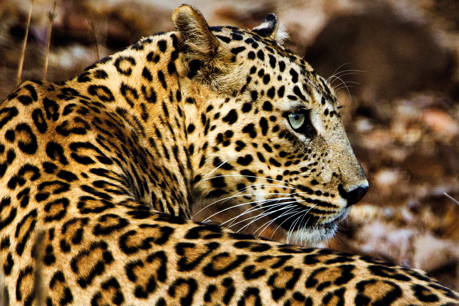 Tag på vandreferie i Tyskland med børn