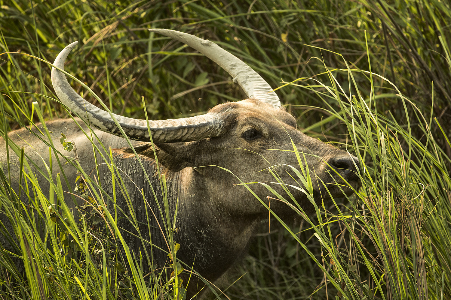Cykelferie i Tyskland med børn