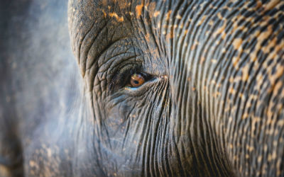 Sri Lankansk Elefanthoved