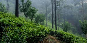 Rejser til Sri Lanka byder på et tropisk klima