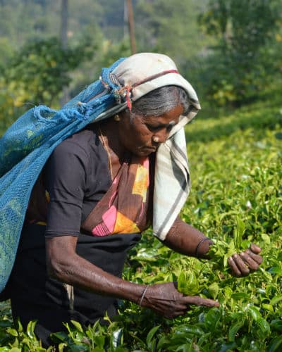 Se hvordan landbruget fungerer på din rejse til Sri Lanka