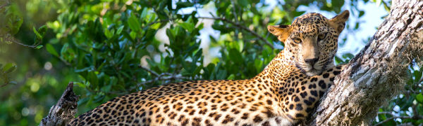 leopard i nationalpark i Sri Lanka
