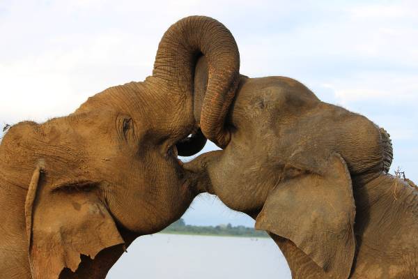 Besøg et elefantbørnehjem på din Sri Lanka rundrejse