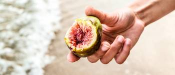 Jaya Sri Maha Bodhi er et helligt figentræ i Sri Lanka