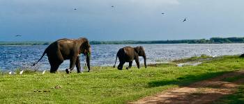 Besøg templet som er hugget ind i klippen på din Sri Lanka rundrejse 