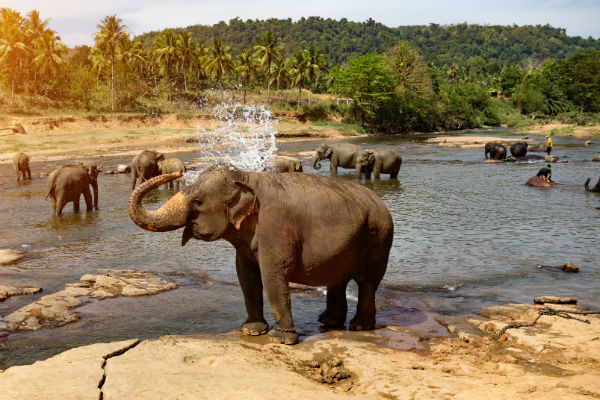 Oplev elefanter på din rejse til Sri Lanka