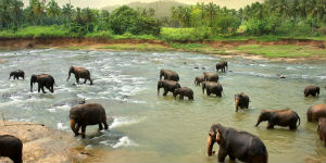 Sri Lanka rejser er kendt for at lade dig komme tæt på elefanter