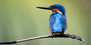 En rejse til Sri Lanka er oplagt hvis du går op i fugle