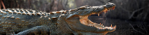 Oplev krokodiller på Sri Lanka