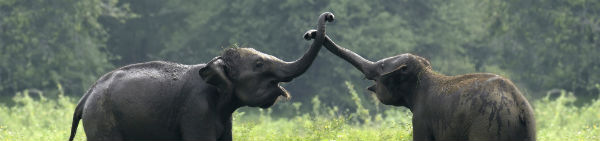 På Sri Lanka rejser kan du se elefanterne lege