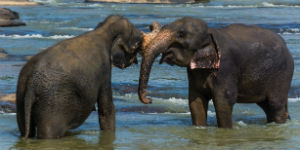 Oplev elefant børnehjemmet på Sri Lanka