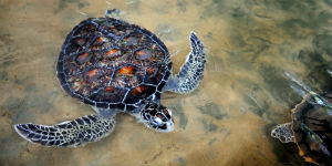 Se havskildpadder på Sri Lanka
