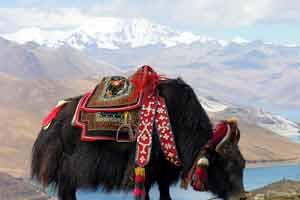 Vaccinationer før afrejse til Tibet