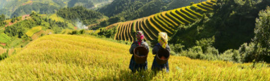 Rismark i Vietnam