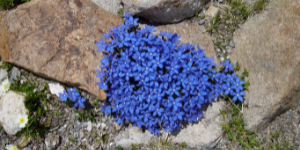 Smuk natur i Chamonix nær Mont Blanc