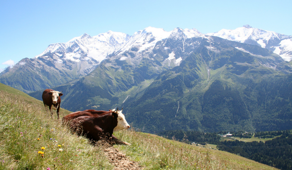I Contamines nær Mont Blanc kan man smage fremragende oste