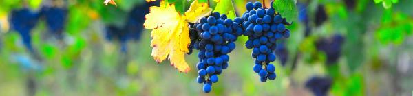 Oplev et madmarked i Bologna, når du rejser til Italilen