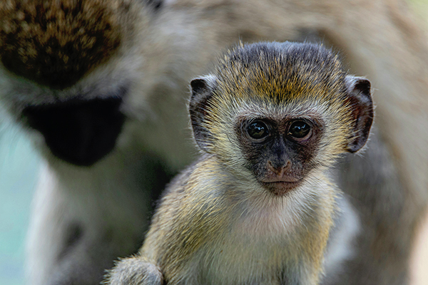 Abe på savannen i afrika