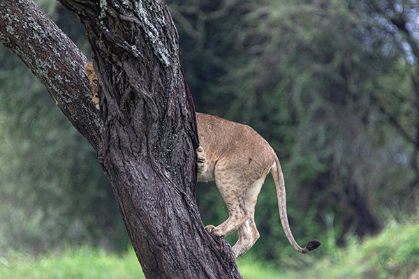 safariferia i afrika