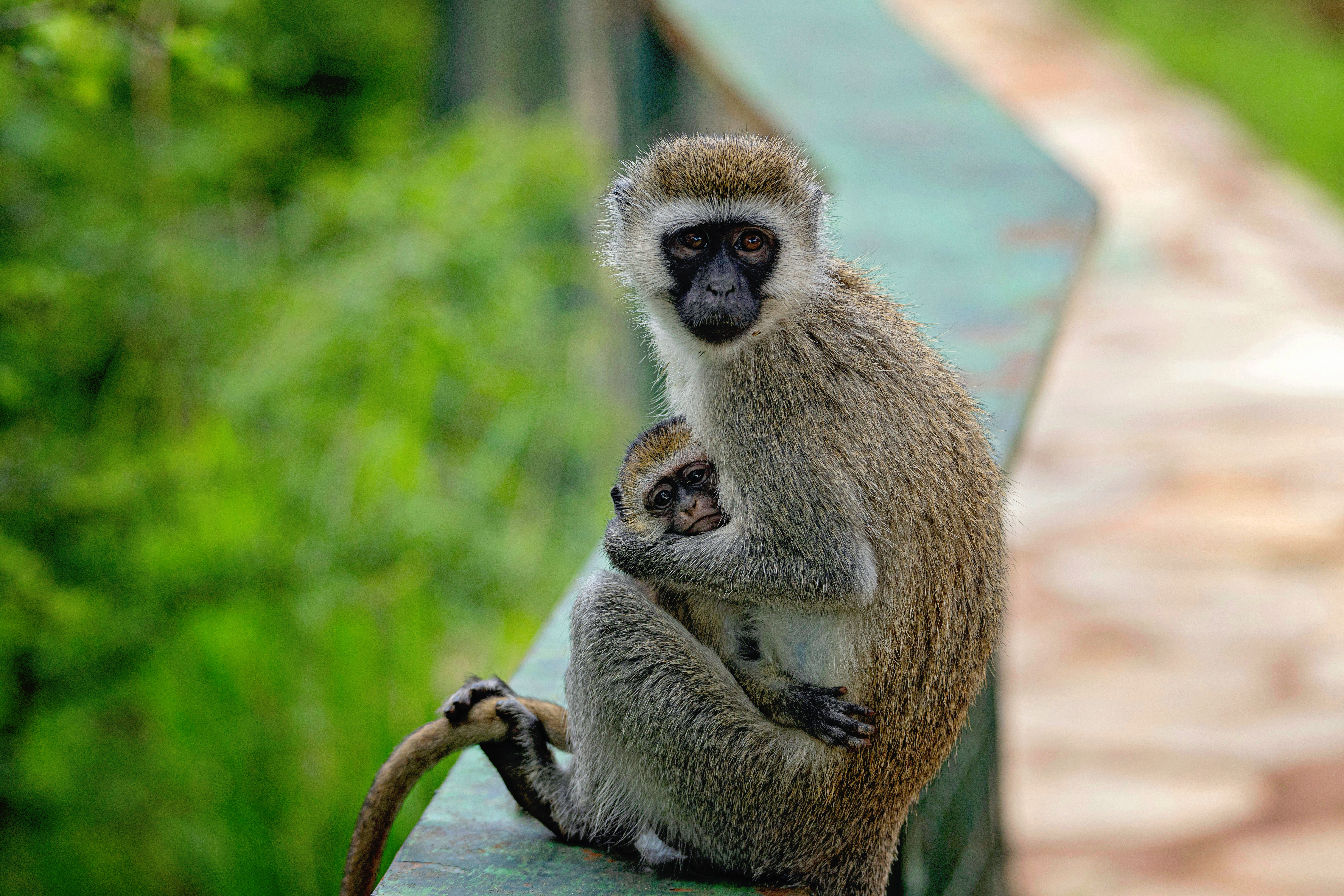 safariferia i afrika