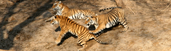 Tigersafari i Indien