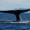 Rejs til Costa Rica og oplev blåhvalen