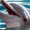 delfin