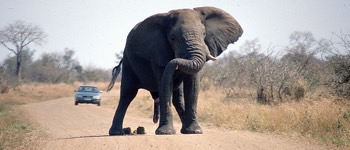 Elefanten - Læs om Elefanten