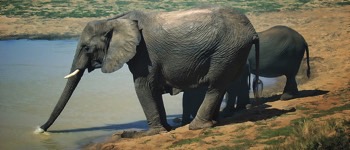 Inde Gladys Danser Elefanten - Læs om Elefanten i Kiplings eZoo