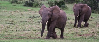 Inde Gladys Danser Elefanten - Læs om Elefanten i Kiplings eZoo