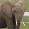 elefant