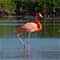 Se smukke flamingoer på rejser til Argentina