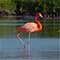 flamingo