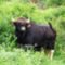 Indisk gaur