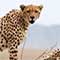 Gepard i Sydafrika
