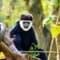 Se gibbonaben på din Borneo rejse