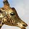 Giraf i Sydafrika