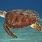 Havskildpadde i Peru