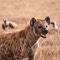 Rejs til Tanzania og se hyæner