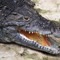 Krokodille i Sydafrika