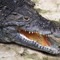 crocodille